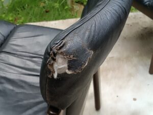 修理前のダイニングチェア背もたれの破れ